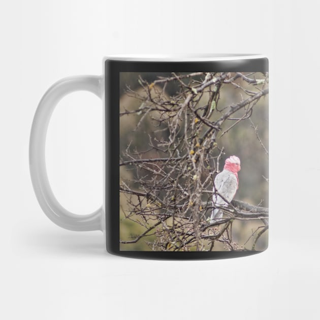 Galah by DeborahMcGrath